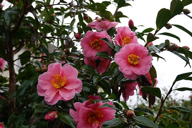 鳥取県米子市 どらドラパーク米子 サザンカ（山茶花）