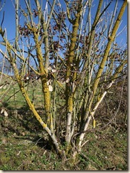 P3150942