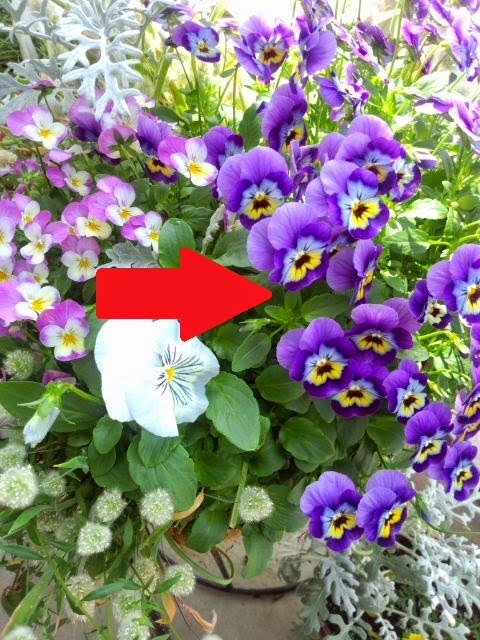 出来るだけお金をかけずに楽しむベランダガーデン ビオラ 種蒔きから開花までの記録まとめ