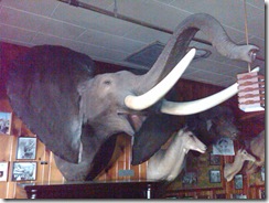 0973b Inside Ole's Big Game Steakhouse Paxton NE