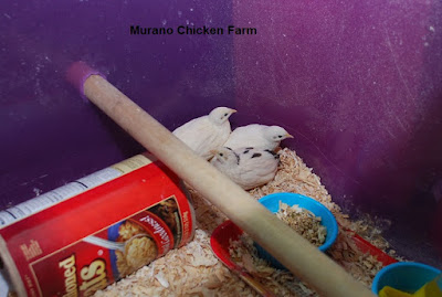 Button quail in cage