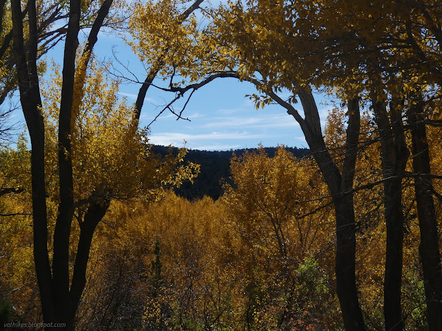 11: yellow trees and more trees