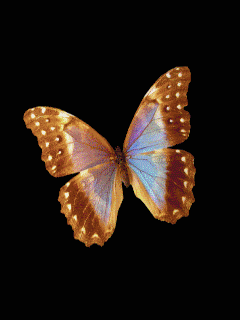 ZOOM DISEÑO Y FOTOGRAFIA: gif animados de mariposas para 
