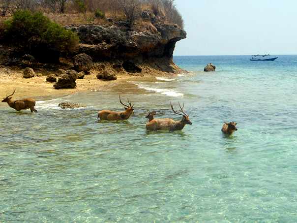 menjangan di pulau menjangan