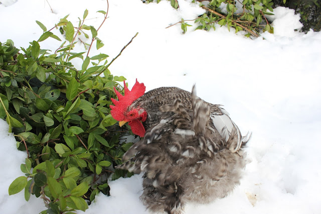 Cochin Pekin cockerel rooster organic free-range flock