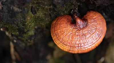 Reishi Mushroom Training