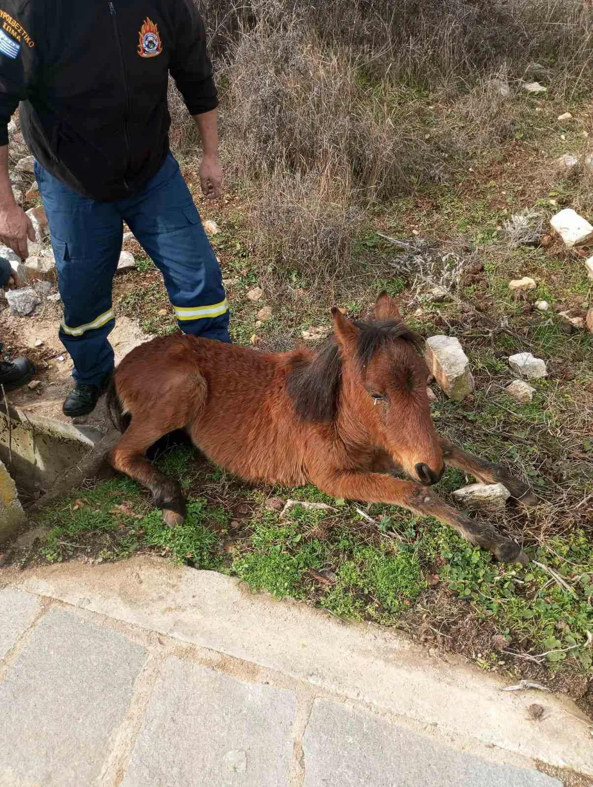 Ξάνθη: Πυροσβέστες διέσωσαν άλογο – Είχε εγκλωβιστεί σε στενό φρεάτιο [ΦΩΤΟ]