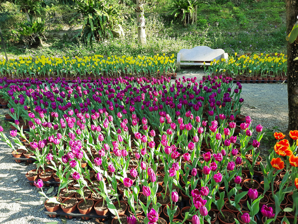 台南柳營南元花園休閒農場賞花季鬱金香展，亞洲最美渡假花園