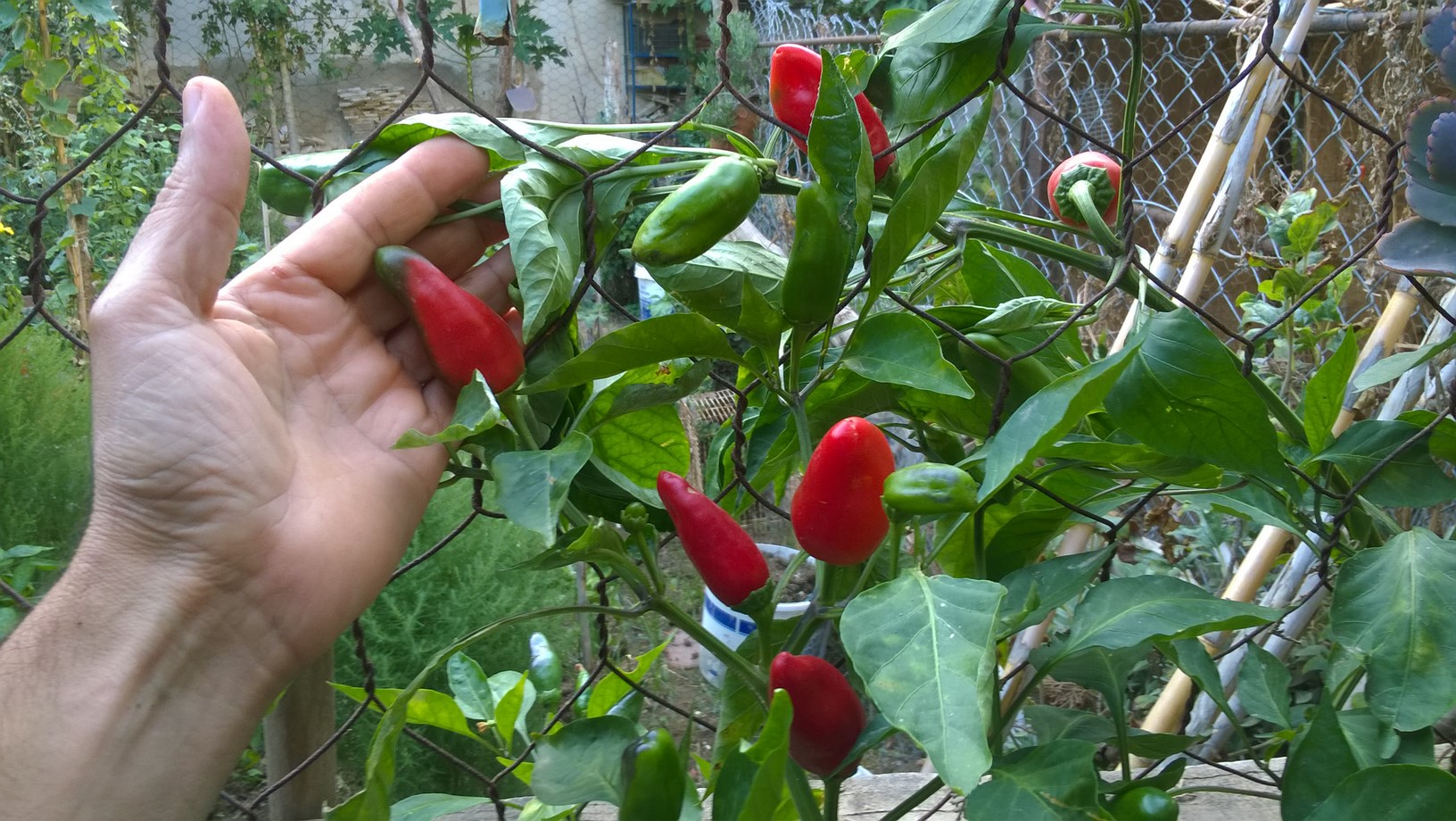 my organic hot peppers