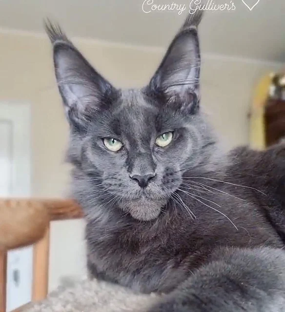 Majestic blue male Maine Coon is perfect right down to his nose leather