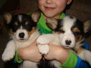 STILL TRYING TO SELL WELSH CORGI PUPPIES!