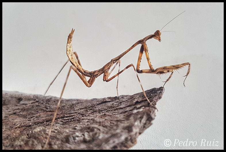 Ninfa macho L5 de Pseudempusa pinnapavonis