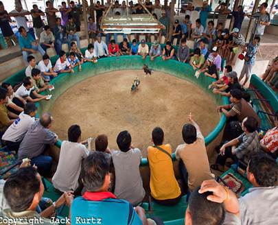 Peraturan sabung ayam laga Thailand