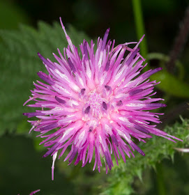 Flower of Welted Thistle, Carduus crispus.  Orpington Field Club visit to Lullingstone Country Park.  13 August 2011.