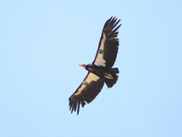 california condor. California Condors are the