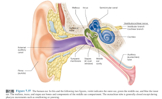 Anatomy of Ear
