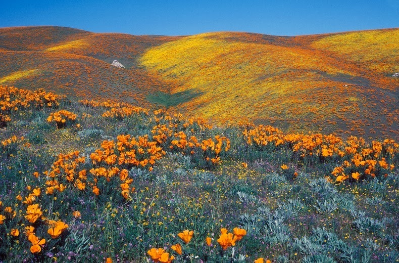 Antelope Valley Poppy Reserve In California Amusing Planet
