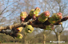 Bourgeon de cerisier