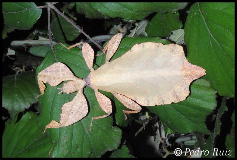 Hembra adulta de Cryptophyllium westwoodii (color amarillo-rojizo), 8 cm de longitud