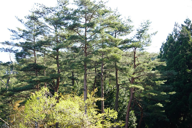 鳥取県西伯郡大山町鈑戸 鳥取県道314号赤松大山線