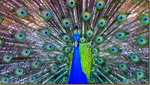 Peacocks @Magnolia Park, Apopka Florida_101