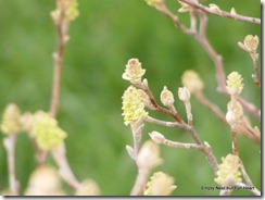 2012_0317Spring0007