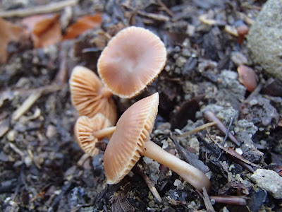  trąbka zimowa Tubaria hiemalis