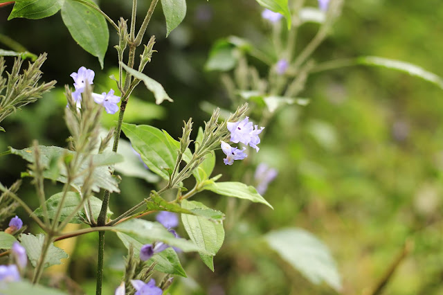 Neelakurinji