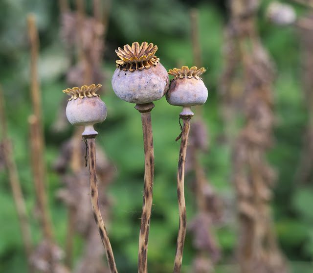 Three poppy seed heads