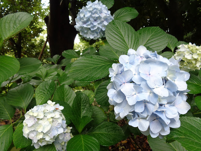 アジサイ（紫陽花）