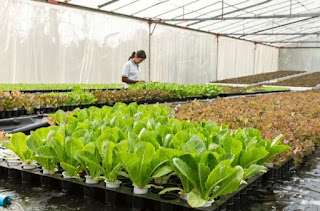 How to grow lettuce indoors and outdoors at home
