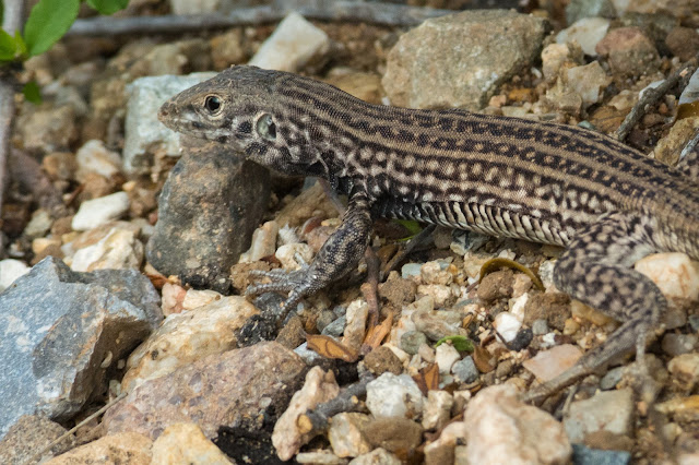 Western Whiptail, Saguaro National Park