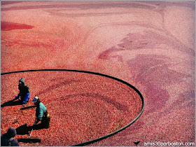 Cosecha De Arándanos en Wareham, Massachusetts