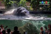 Orientarium, czyli wielki kompleks egzotyczny, odtwarzający klimat Azji Południowo-Wschodniej w łódzkim ogrodzie zoologicznym