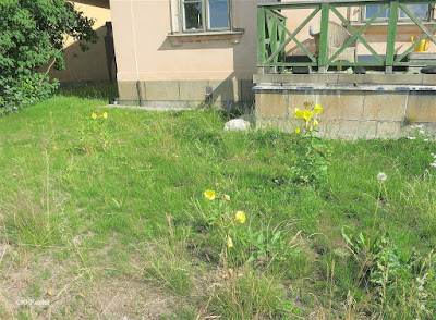 common evening primrose Oenthera biennis in Stockholm Sweden