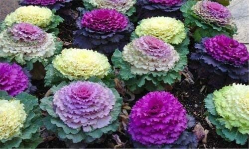 It's always best to focus on a color combination that appeals to you when it comes to choose ornamental cabbage.
