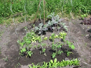 http://bijlon.blogspot.fr/2016/06/paprika-peper-en-kerstomaat-de-moestuin.html