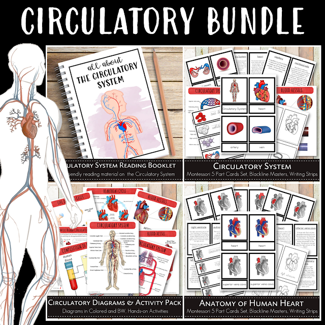 Circulatory System Learning Resources for Kids