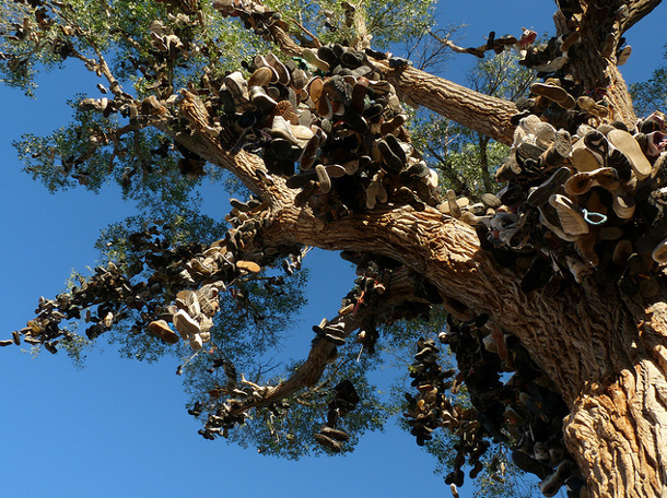 The tree was cut down by