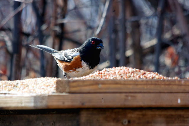 Wild Birds Of Colorado