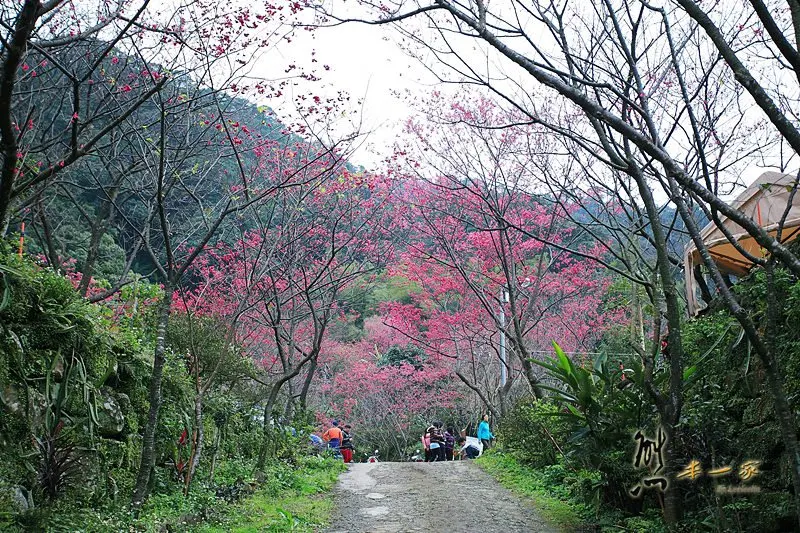 [三峽私房賞櫻景點] 天上人間建安131櫻花園~三峽安坑里獅子頭山櫻花