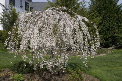 my snow fountain weeping