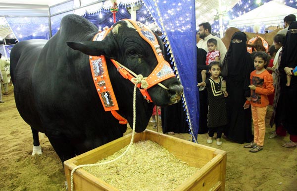 Super Highway cattle market ahead of Eidul Azha.