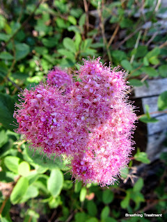 Spiraea splendens (rose meadowsweet)