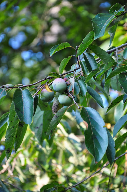 Green Persimmons Hickory Ridge Studio