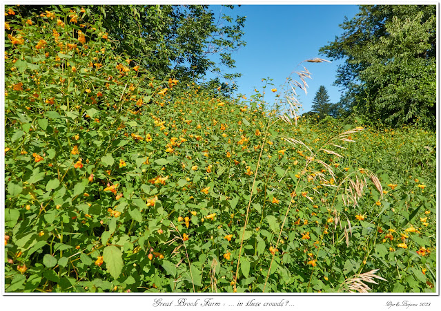 Great Brook Farm: ... in these crowds ?...