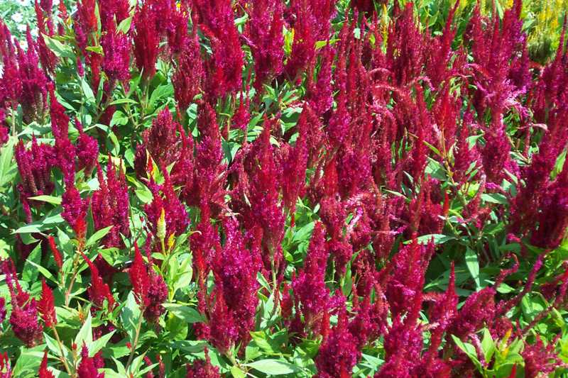 types of flowers to plant Are Celosia Annuals or Perennials Plants | 800 x 533
