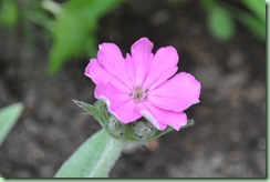 Lychnis flos-jovi nana Peggy
