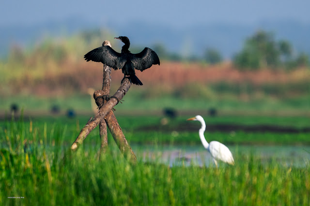 An Bui 2024 Dong Thap - Little Cormorant (Còng cọc, Cốc đen)