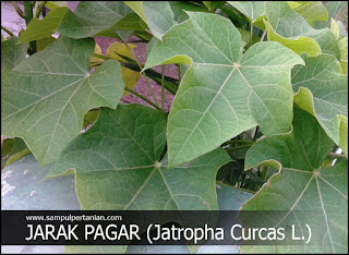 Daun jarak Pagar (Jatropha curcas L.) dapat mengobati bayi masuk angin